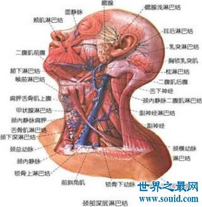 您的孩子脖子上有淋巴结肿大？这是不是结核的症状?