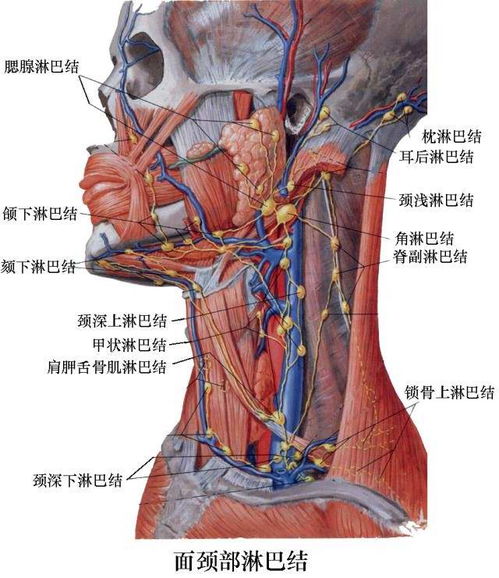 您的孩子脖子上有淋巴结肿大？这是不是结核的症状?