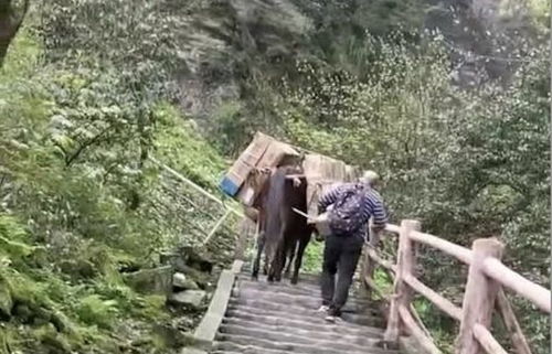 峨眉山景区信息混乱，一匹骡子吐血走山路