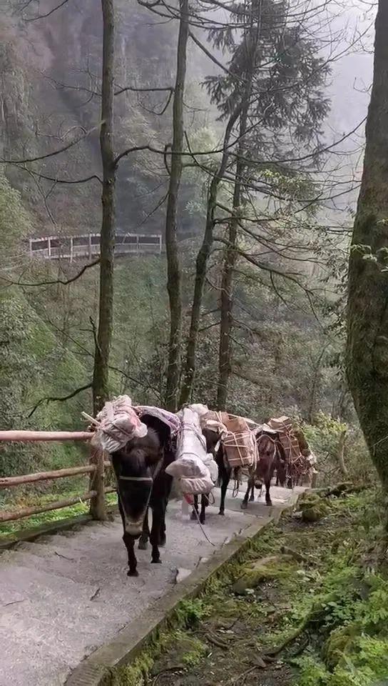 峨眉山景区信息混乱，一匹骡子吐血走山路