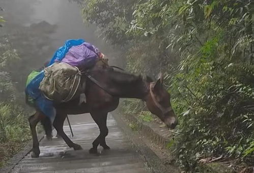 峨眉山景区信息混乱，一匹骡子吐血走山路