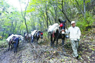 峨眉山景区信息混乱，一匹骡子吐血走山路