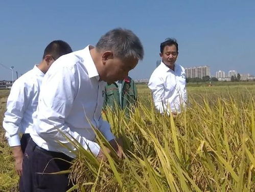 高标准农田内：全国着力确保粮食安全的‘丰收策’展示