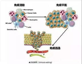 《科学》揭示癌细胞如何窃取遗传信息进行变异