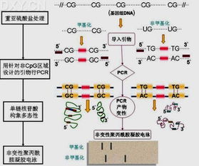 基于最新科研，揭示长寿人群的遗传物质甲基化模式及其对健康的影响——一个值得关注的研究趋势