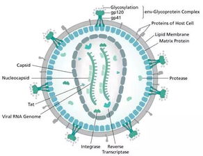 siRNA筛选技术：精确打击HIV耐药毒株，开启全新治疗途径