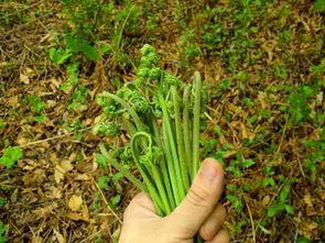 神奇的山珍：蕨菜的药食双重功效介绍