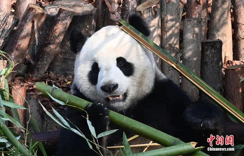 成都熊猫基地：网传大熊猫饿到啃墙皮消息系误传，实为生病卧床