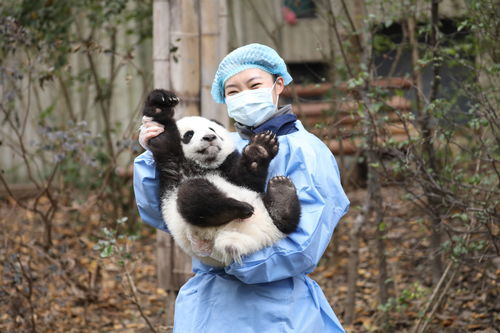 成都熊猫基地：网传大熊猫饿到啃墙皮消息系误传，实为生病卧床