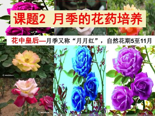 贵州新发现极度濒危植物——亮叶月季：拯救我们共享的绿色宝石