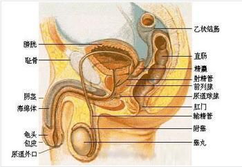 掌握《自然》子刊，深入解析PM2.5对男性的生殖系统影响