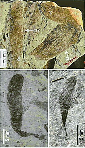 山西阳泉古生物学家揭秘：神奇的鳞木类化石揭示了生命的新奥秘