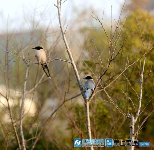 安徽祁门：初夏乌鸫繁忙求偶季，探索生态奇观的美景