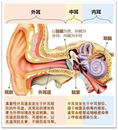 独特经历：一次采耳意外发现耳内白毛现象，专家建议无需过度清洁耳朵

耳内白毛？真的无需清洗？一次采耳经历告诉你真相