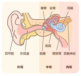 耳朵里的石头让这位女子陷入两年的困扰：一次意外的耳石移位引发头晕现象