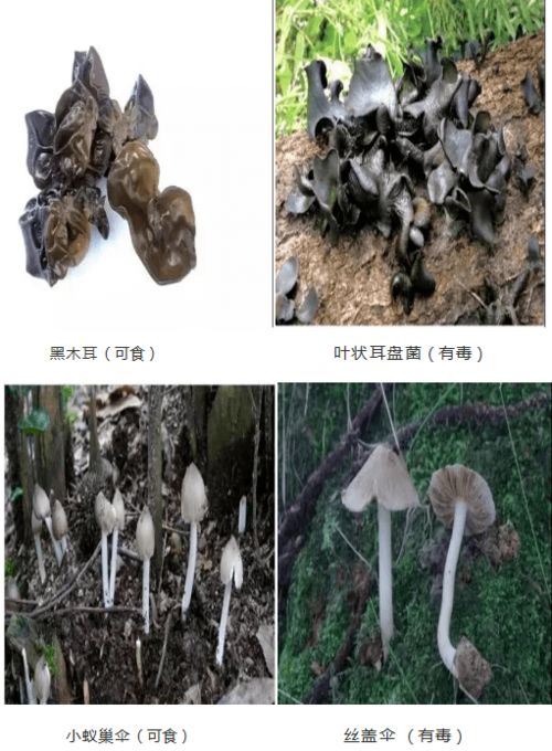 野生菌上市：尝鲜须谨慎，关注‘四不吃’要求

同时，也可以考虑添加以下描述性信息：

食用野生菌时，请务必按照生产商的建议和当地的食品安全规定进行。四不吃指的是不采摘、不购买、不加工、不销售未经烹饪或未完全煮熟的野生菌。

此外，您还应了解野生菌中毒的症状，并在发现异常后立即就医。记住，每一种野生菌都有其特殊的风险，正确食用才能保证健康和安全。