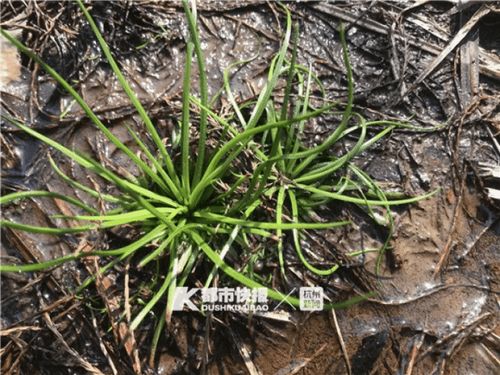 我国顶级珍稀植物：杭州发现了两种新型韭菜，濒临灭绝，需重视其保护工作！