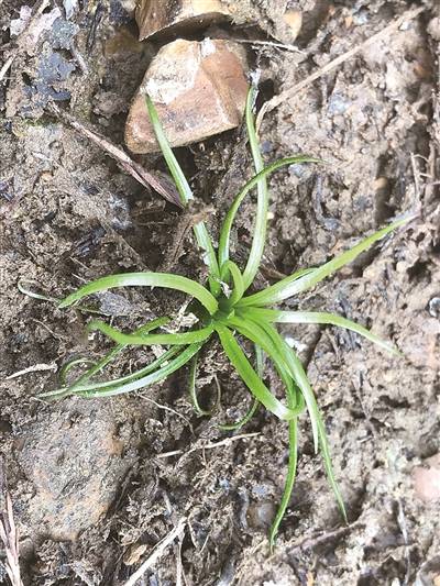 我国顶级珍稀植物：杭州发现了两种新型韭菜，濒临灭绝，需重视其保护工作！