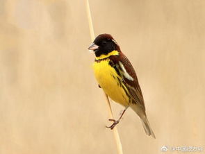 春光乍泄！禾花雀（黄胸鹀）紧急提醒：濒临灭绝，快来拯救这只‘禾花雀’吧！