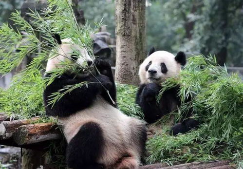 长沙动物园动物健康问题引关注: 小熊猫缺脚趾，袋鼠瘦弱无力？园方回应健康状况严峻