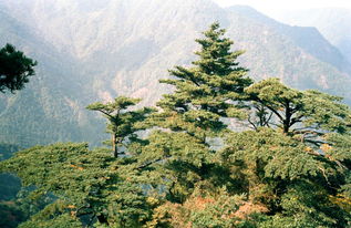 广西揭开植物新种面纱，岩溶石漠化治理新纪元