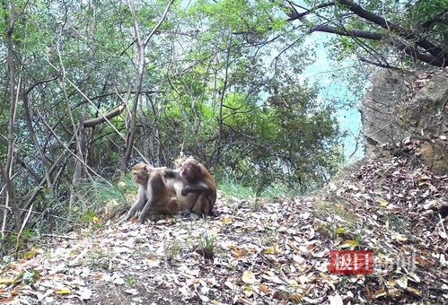 边剥猕猴群找笋，专注生活的新发现