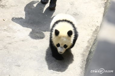 成都大熊猫基地：旅游者投诉大熊猫‘洋洋’在景区内突然出现呕吐现象

网友曝料：赴美大熊猫“洋洋”突然吐白沫严重营养不良，成华区野生动物管理局回应