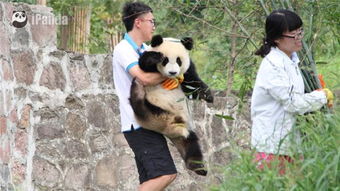 成都大熊猫基地：旅游者投诉大熊猫‘洋洋’在景区内突然出现呕吐现象

网友曝料：赴美大熊猫“洋洋”突然吐白沫严重营养不良，成华区野生动物管理局回应