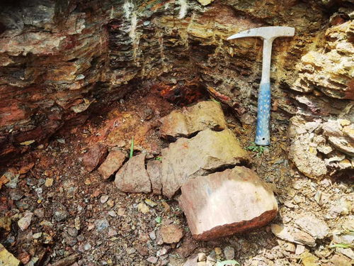 山西阳泉出土3.1亿年前鳞木化石：让科技见证古生物的魅力