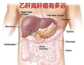 谨记这4点，让乙肝患者远离肝硬化的威胁