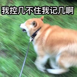 河南男孩被恶犬咬伤18天后离世，家长呼吁加强家犬安全教育和管理