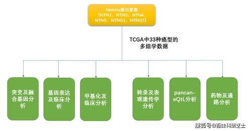 探讨癌症风险：家族四代人的独特挑战与预防策略