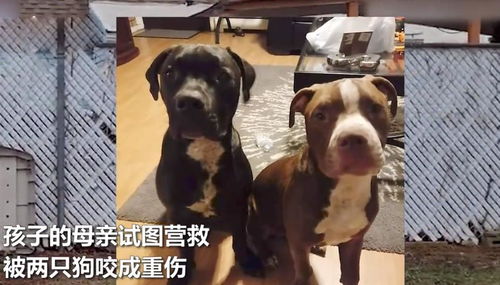 河南一3岁男童惨遭恶犬袭击离世 县长：已死恶犬主人仍未找到

男孩遭遇恶犬袭击身亡 今知死因与村民称咬人者系狗主人 部门已封锁此地搜索线索