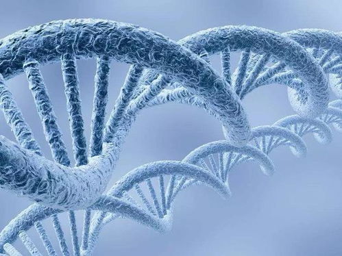 网络共享DNA，破译“寻根”的奥秘——揭秘寻根的重要性与潜力