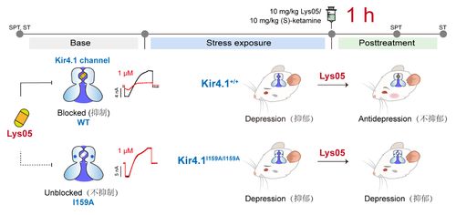 「网络世界」：新型抗抑郁药物分子识别密码被破解