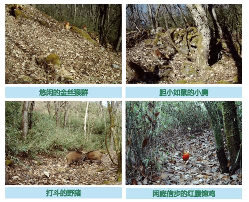 陕西太白林业局终南林场区域内首次出现罕见的野生大熊猫活动痕迹

野生大熊猫的新鲜面孔在陕西太白林业局终南林场首次被发现