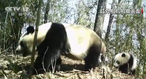 陕西太白林业局终南林场区域内首次出现罕见的野生大熊猫活动痕迹

野生大熊猫的新鲜面孔在陕西太白林业局终南林场首次被发现