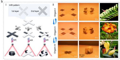 科学家探索新领域：新型液晶弹性体的研发与应用研究