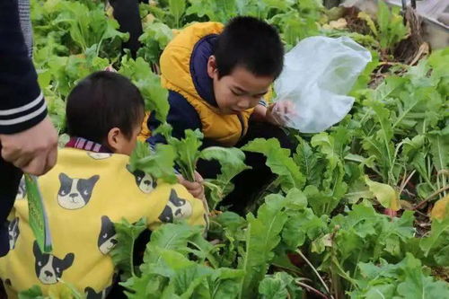 课堂外一天的农业主题研学之旅：让孩子收获满满的农作物知识与文化理解