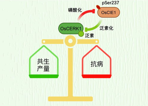 中国科学家揭示植物实现精准免疫调控的秘密——新研究成果发表在《自然》期刊上