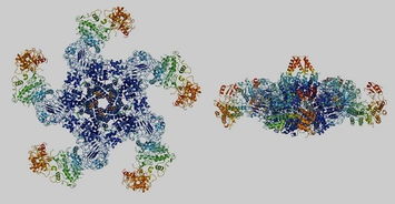 中国科学家揭示植物实现精准免疫调控的秘密——新研究成果发表在《自然》期刊上