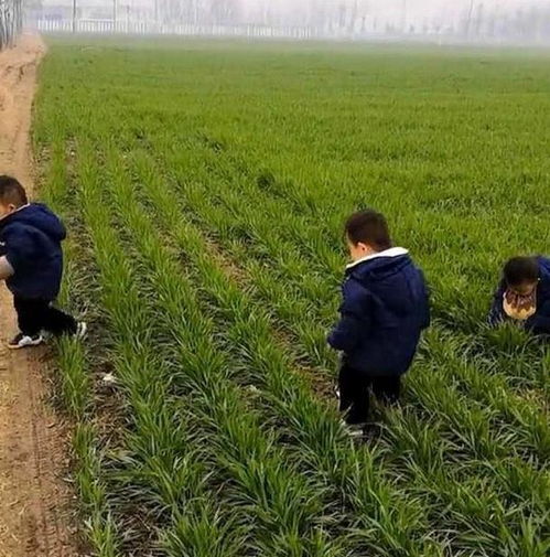 河南部分地区麦田遭遇强风侵袭，网民寻求在线帮助与高校提醒应对措施