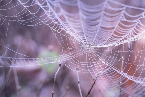 梦见破坏蜘蛛网：解析并解读梦境的含义