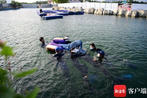 海南三亚搁浅的短肢领航鲸将面临救助，期待其回归大海怀抱