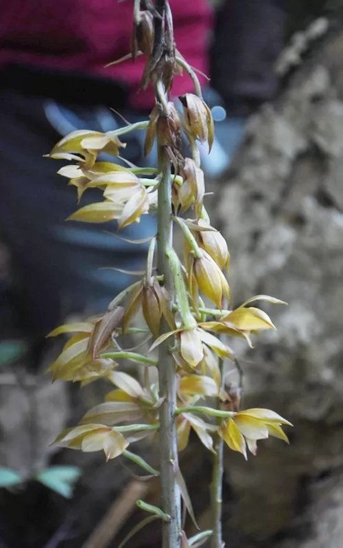 广西柳州罕见珍贵植物野生无叶美冠兰