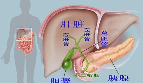 女子持续咳血查出血癌，体内的带瘤征兆如何预警？