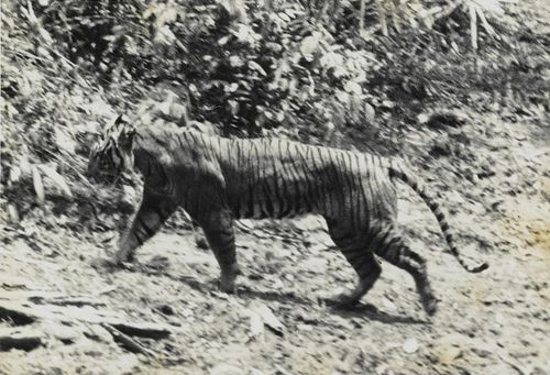 爪哇虎新的生存迹象：科学家们找到了罕见的老虎证据