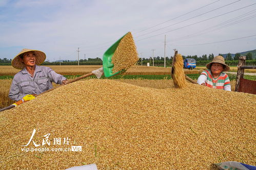 全国夏粮丰收六成以上，饭碗底气更足