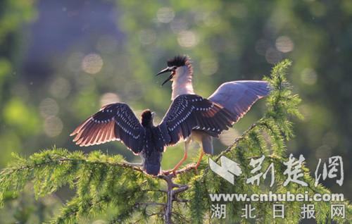 鹭鸟翩跹：红树林生态之美