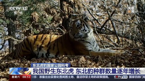 东北虎猎杀事件：东北豹的延续保护行动